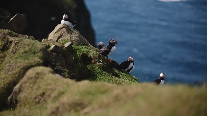 Puffins on the shore