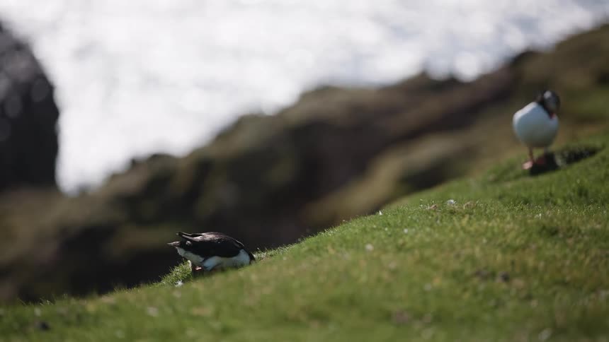 Puffins on the shoreline