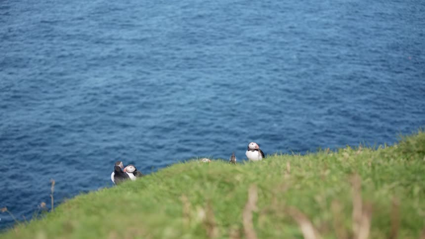 Puffins on the shore