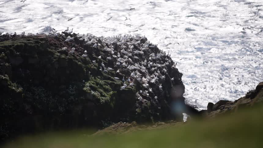 A puffin on the grass gives way to a giant rock covered in birds