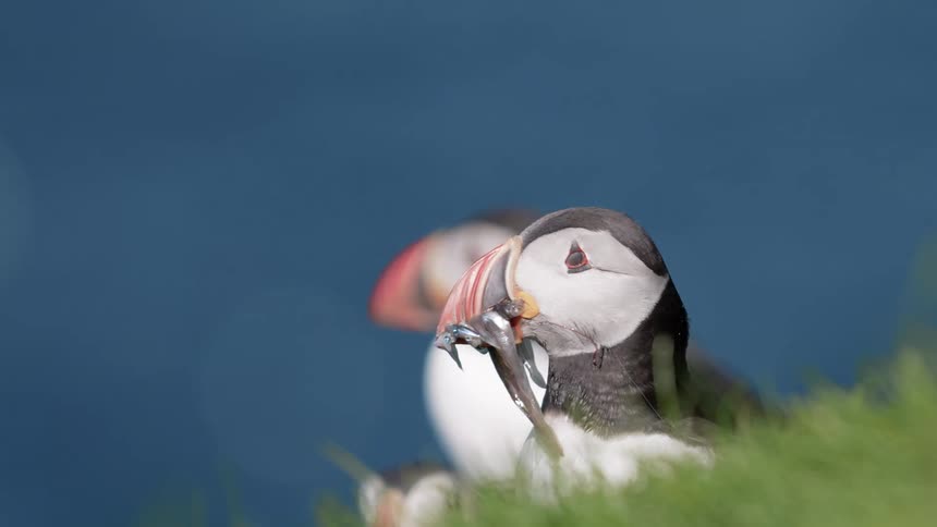 Birds sit in the grass and look around