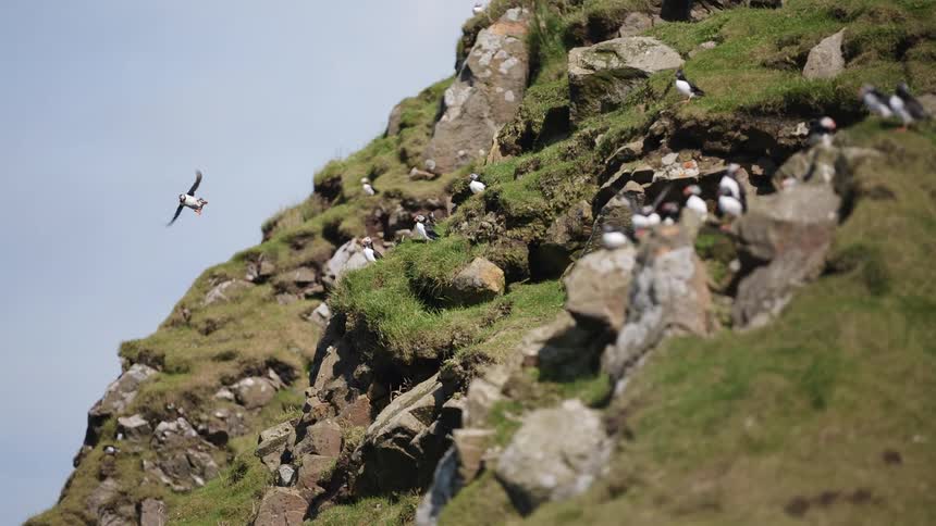 Puffins on a hillside