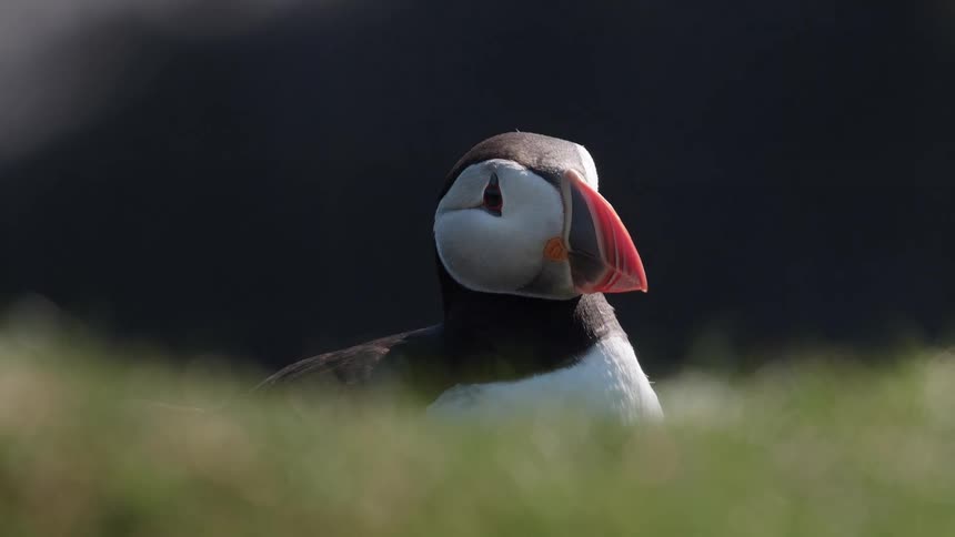 A puffin in the grass