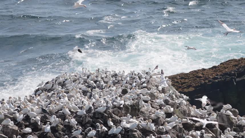 Seagulls on the shore