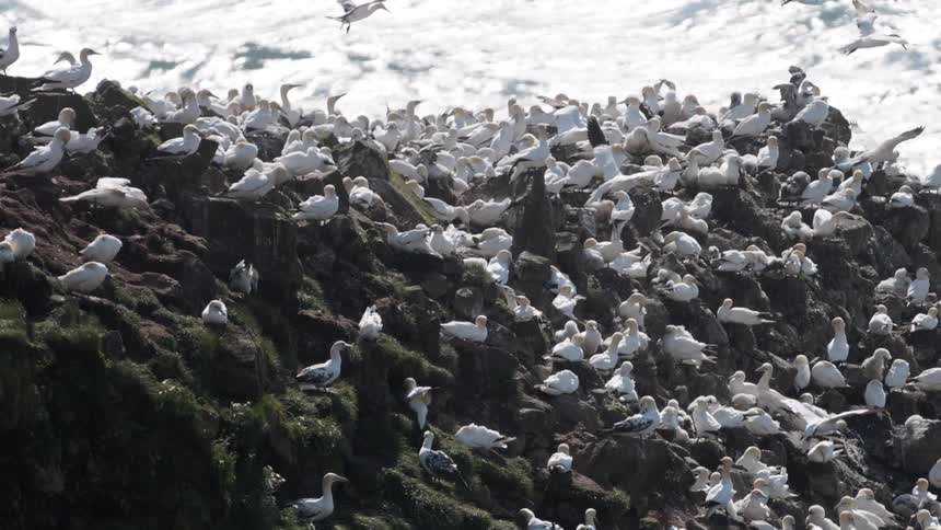 Seagulls on the shore