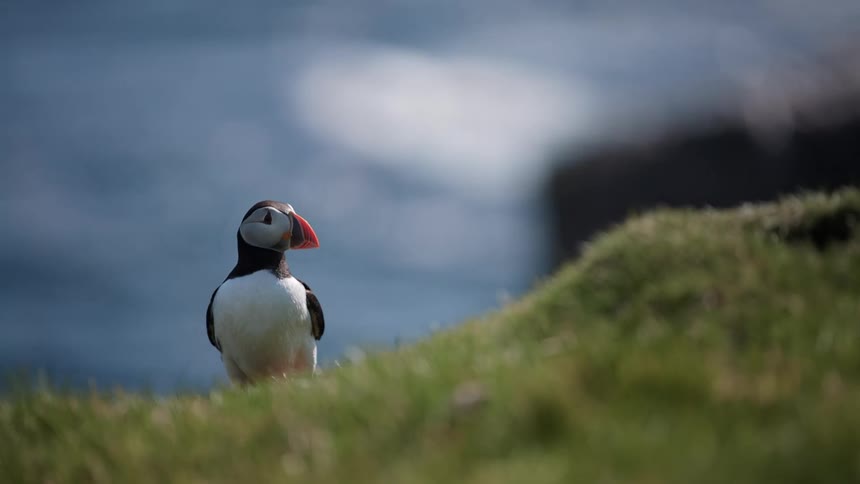 A puffin on the shore