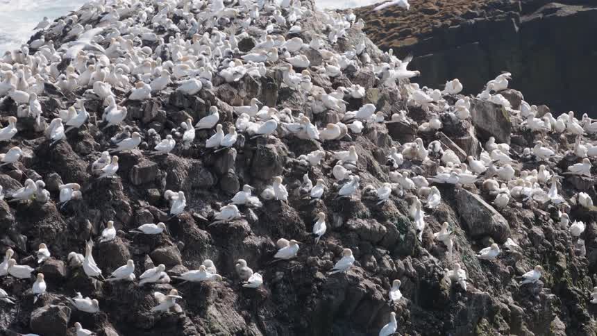 Dozens of white sea birds are perched on a cliff overlooking the ocean