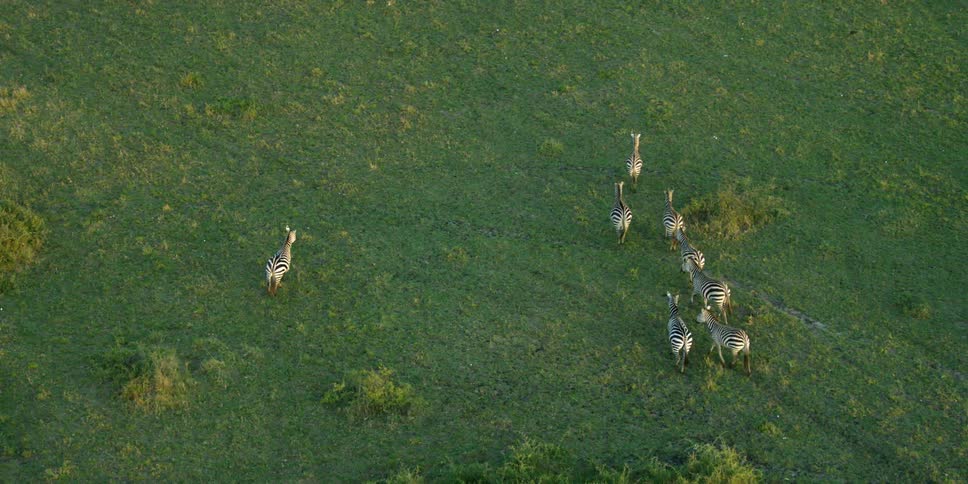Zebras running through a field