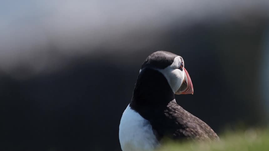 A puffin looks around before shuffling off