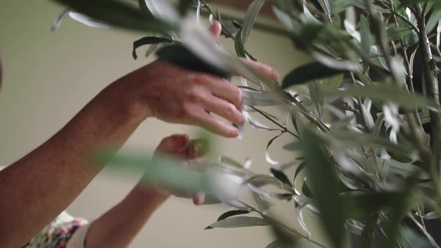 A woman runs her hands over plant leaves