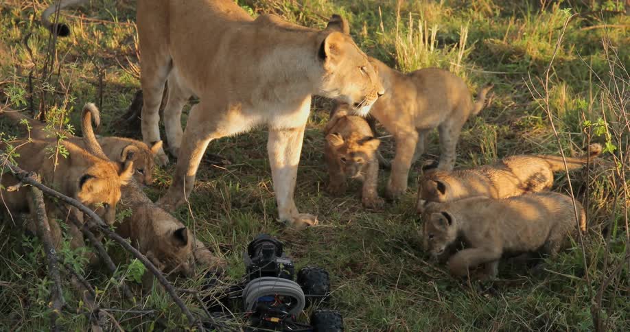 Lion cubs play around their mother in front of a camera on wheels