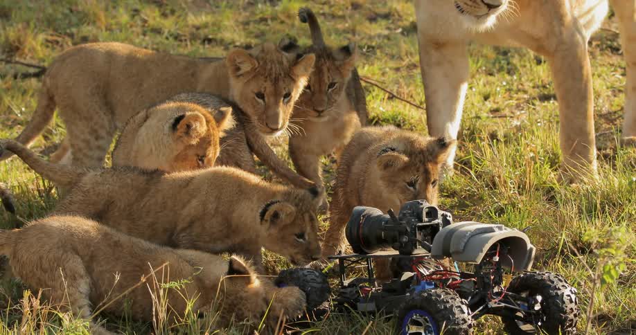 Group of lion cubs watching an RC car with a camera on it