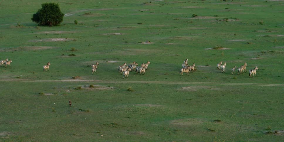A group of zebra is roaming over a green plain