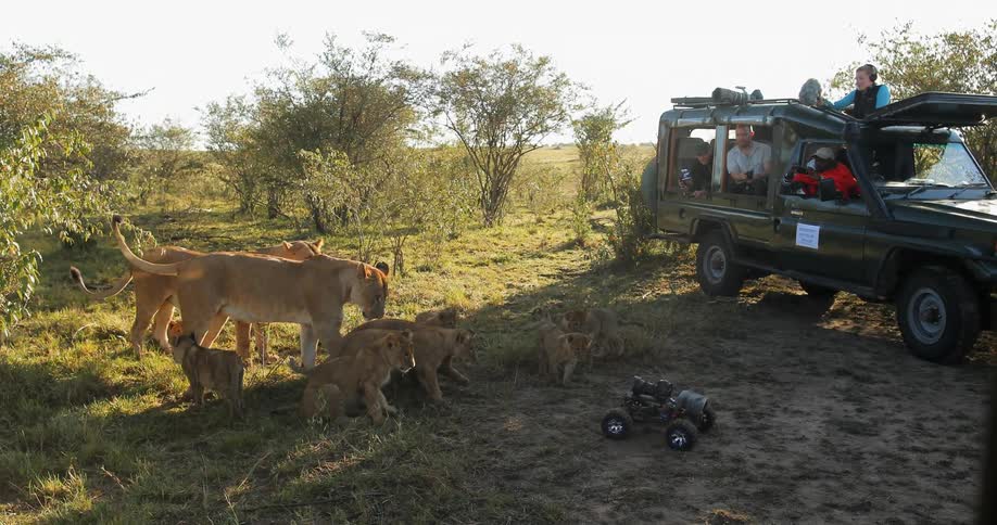 People are driving a remote control car towards lions