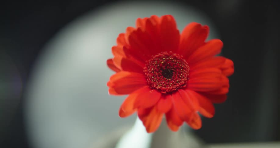 A daisy spinning around