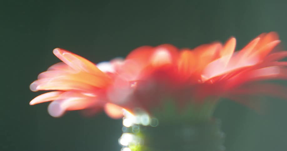 A red flower in a jar rotating