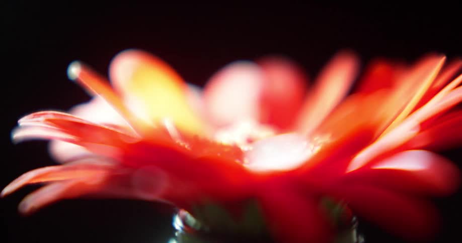 A red flower with blooming petals spins in a circular motion