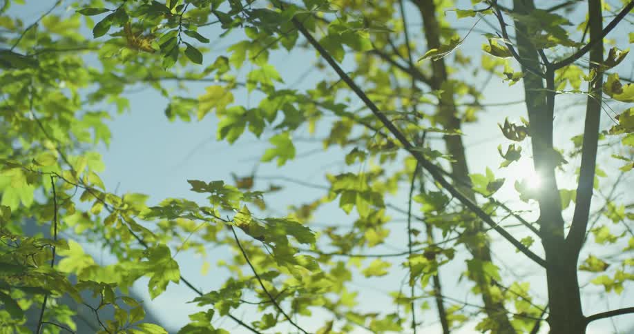 Sun glares through tree top with mountains towering in back
