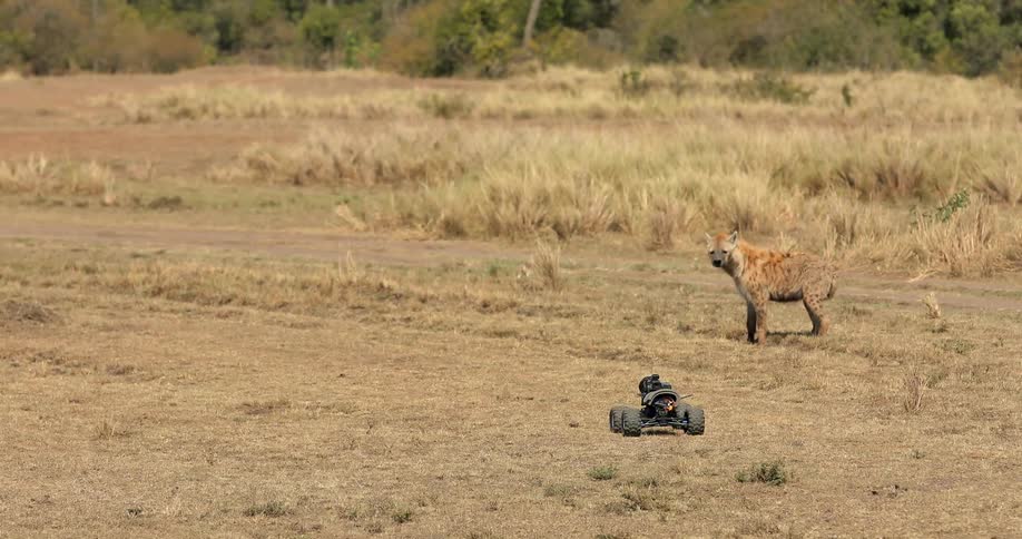 A remote control car is driving past a confused baby hyena