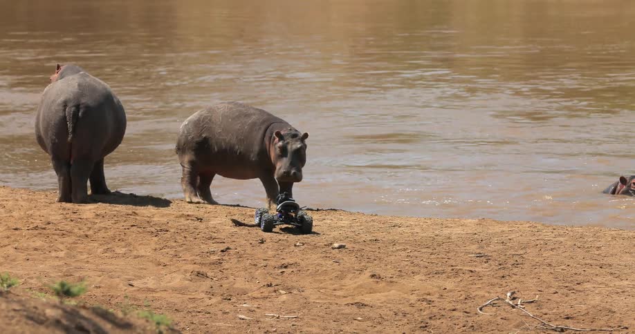 A group of hippos reacting warily to a camera moving toward them