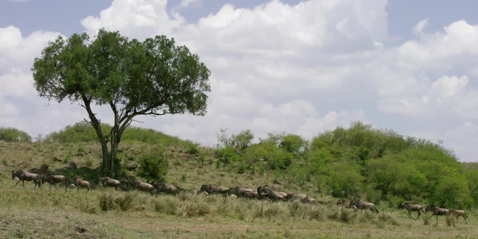 A herd of wildebeest running