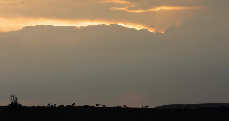 African Savannah