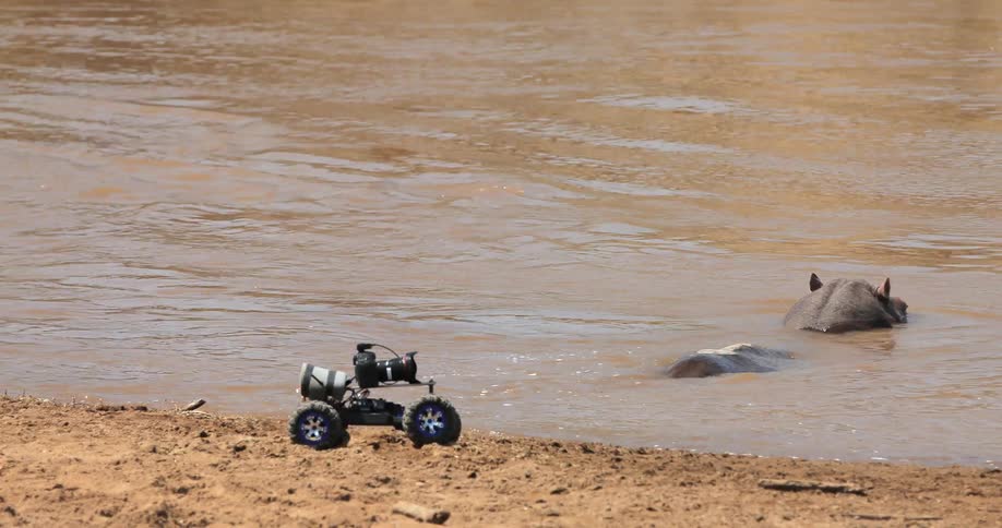 An rc car with camera driving near hippos in a lake