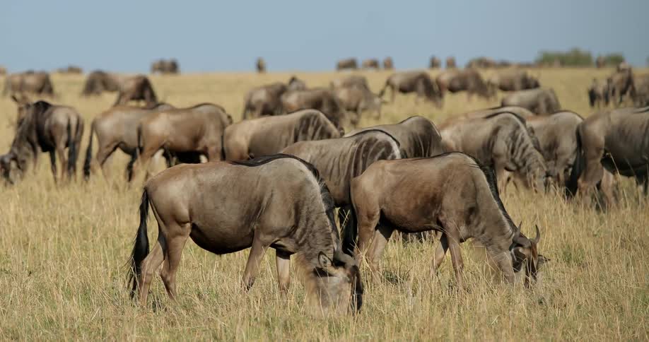 Herd of wildebeest grazing in a pasture