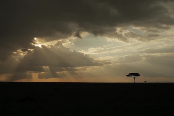 A lone tree stands against a sky as clouds move to cover the sun