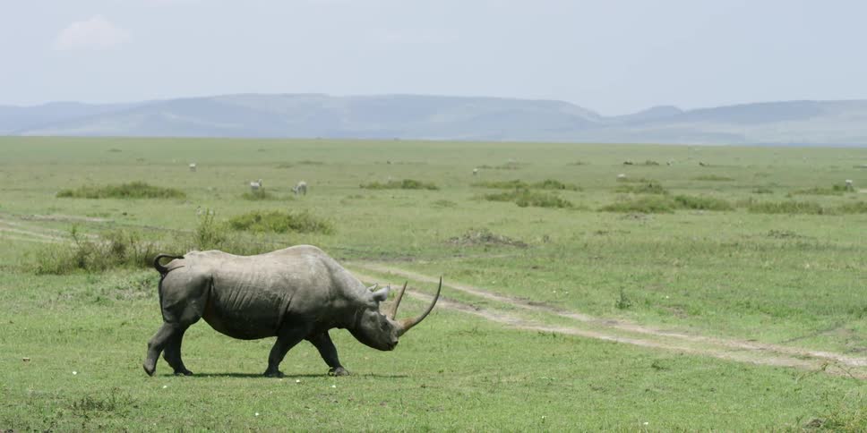 A rhino walking on a vast green plain