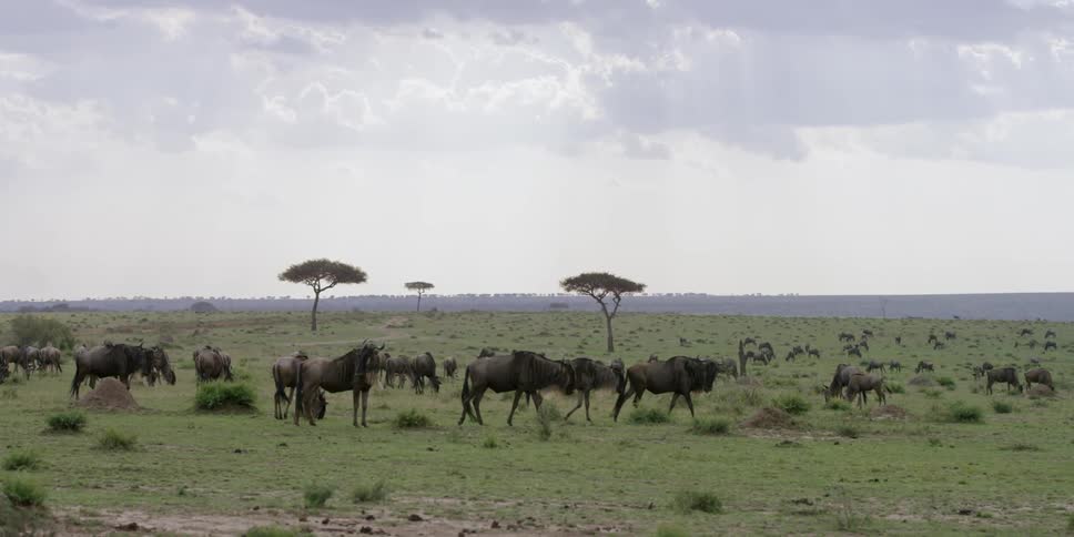 Wildebeest roaming on a plain under cloudy skies