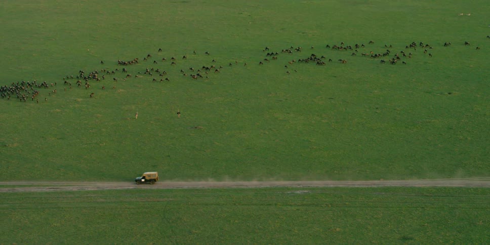 Aerial view of a truck driving down a small dirt road with animal herds on a field
