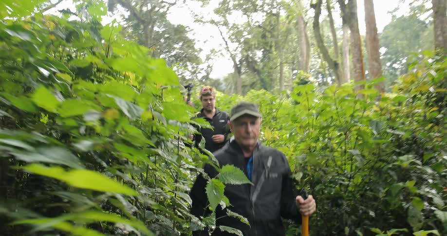 A man with a stick walks down a leafy trail