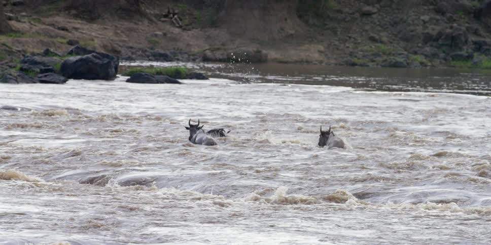 Several horned animals crossing a rapidly moving river