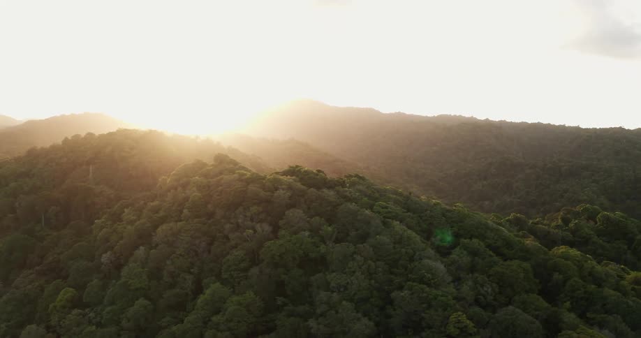 Aerial view of a tropical rainforest at sunset
