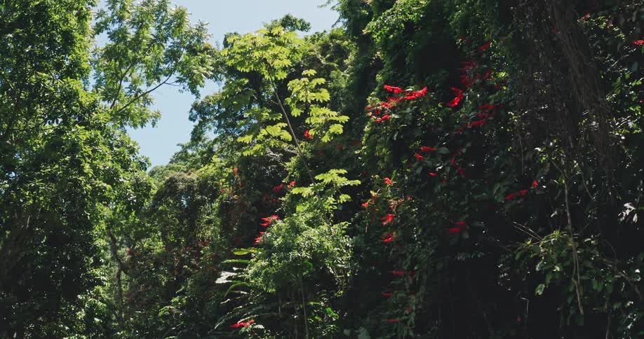 Lush rainforest trees and flowers