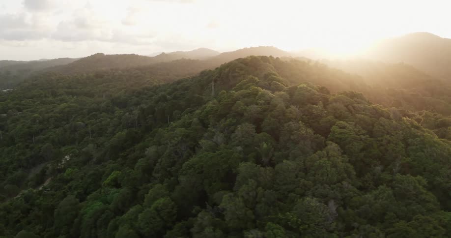 Tropical rainforest at sunset