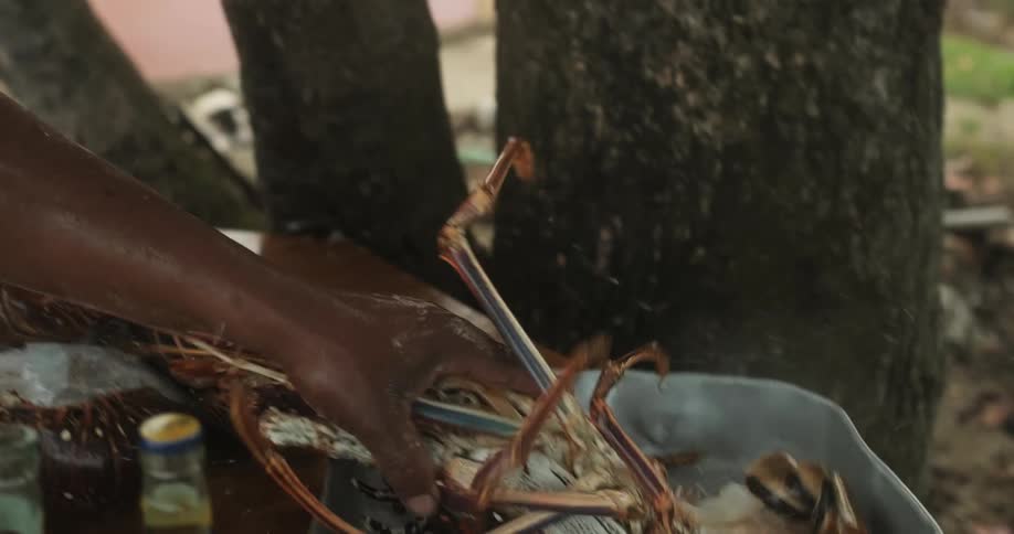 Man preparing fresh lobster