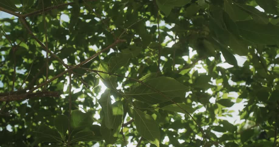 Sunlight filters through tree leaves