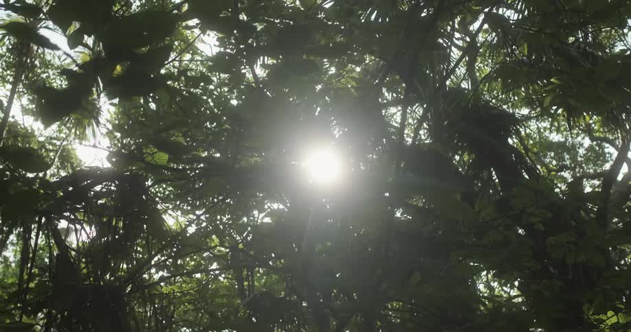 Sun shining through tropical rainforest trees