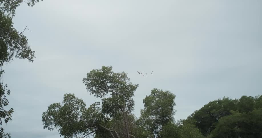 Birds flying over a forest