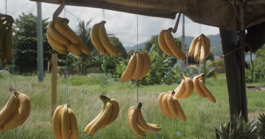 Bananas hanging at a tropical market