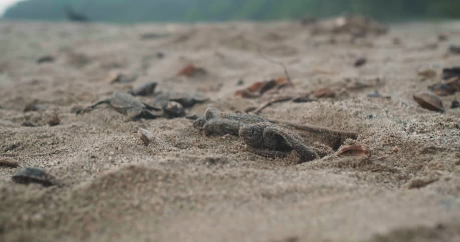 Sea turtles digging their way out of the sand