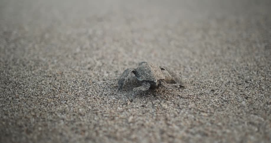 Baby sea turtle moving across sandy beach