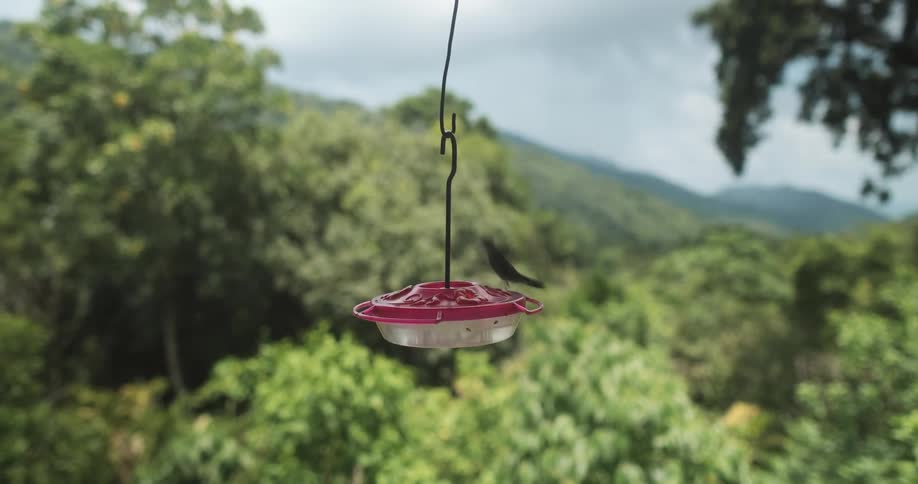 A hummingbird flies and hovers around a hanging feeder