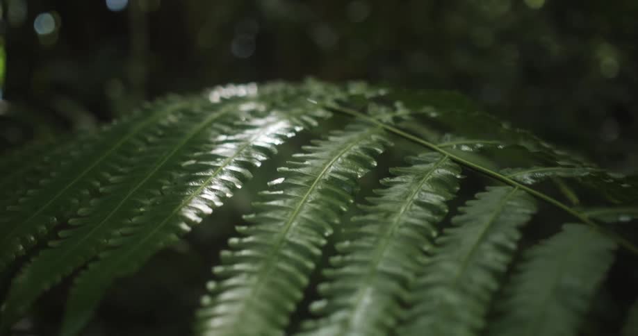 A ferns leaf moves in the breeze in the forest