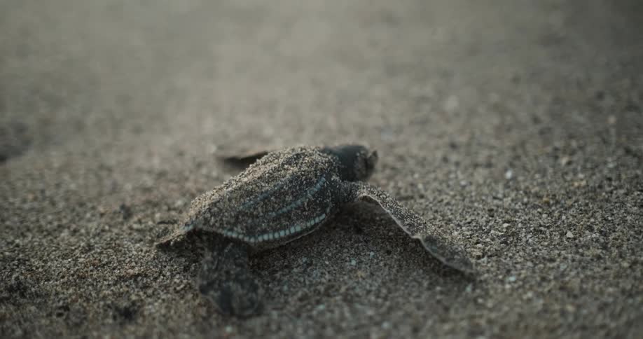 A baby sea turtle uses its flippers to push across the sand