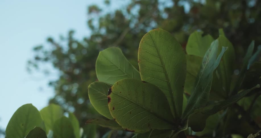 Closeup of large tropical leaves
