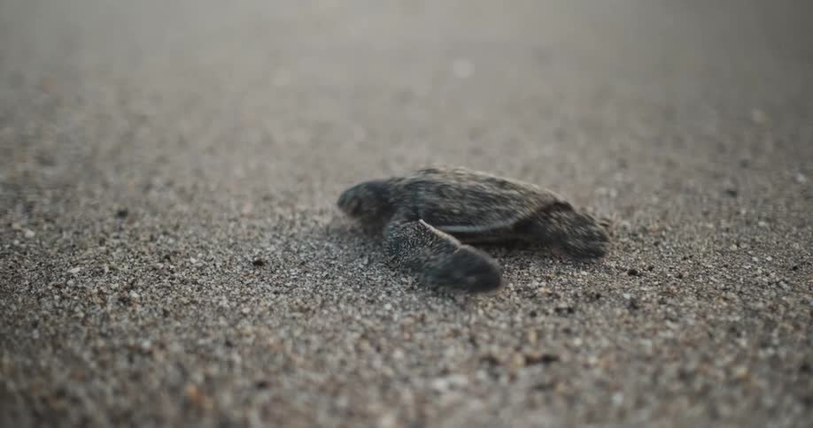 A baby turtle uses its flippers to push its way over packed sand