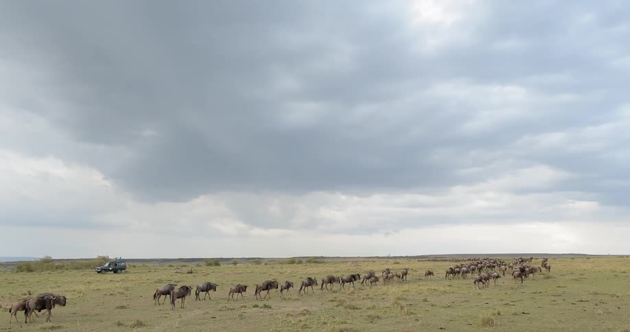 Herd of wildebeest walking in a green pasture